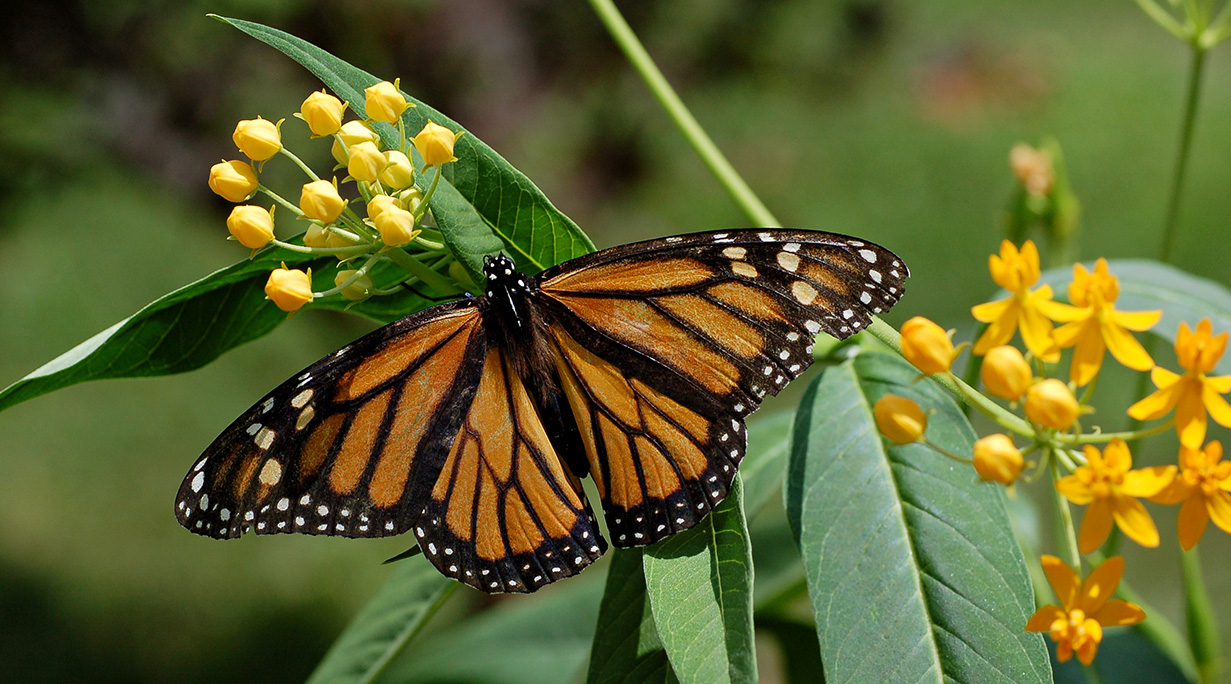 Monarch Waystations Make Elmhurst a Migration Destination for ...