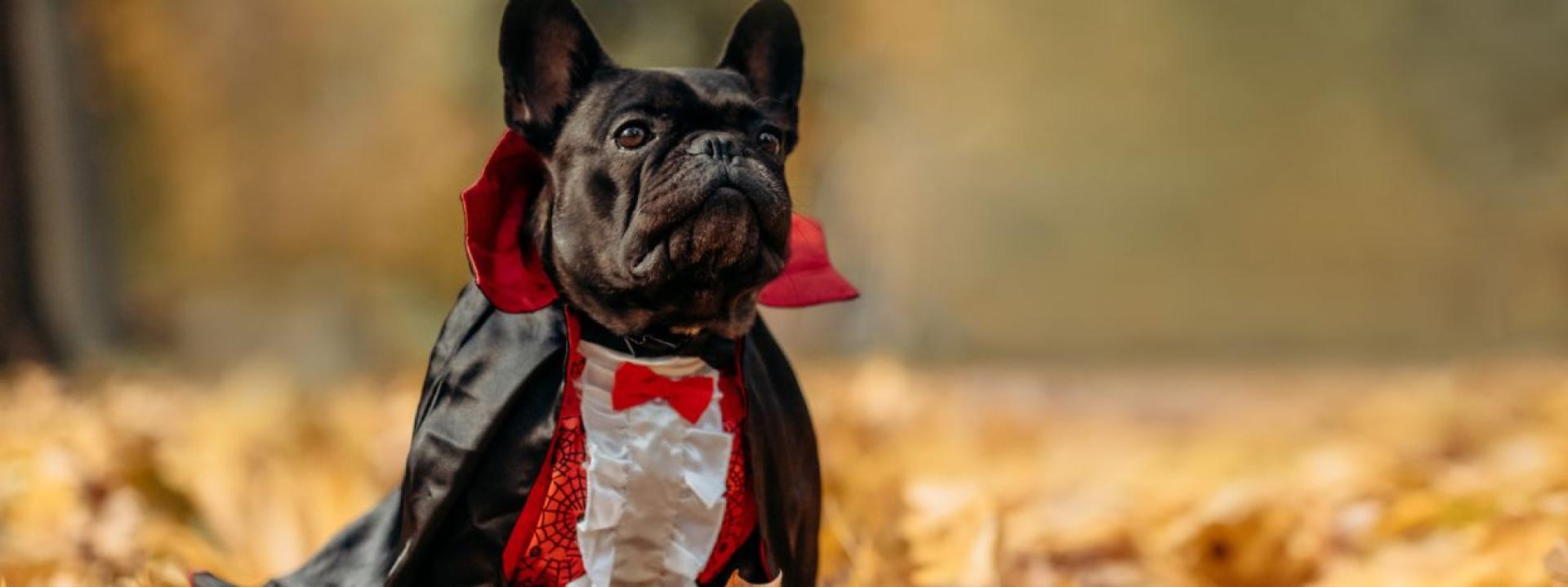 A black French bulldog wearing a red-and-white vampire costume, sitting on a bed of leaves outdoors.