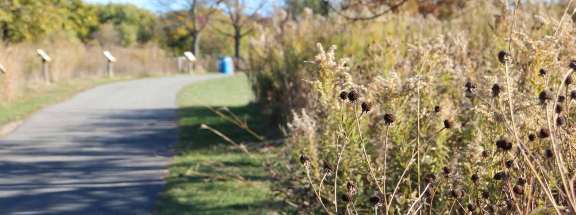 A park trail curves through a landscape, with dry grasses and dark seed heads along the path in the foreground and trees and shrubs in the background.
