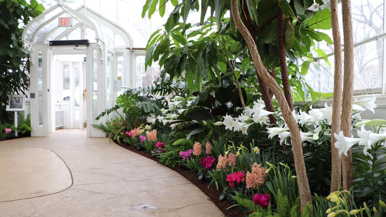 Spring Flower Show